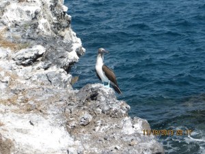 Blue footed Boobie at Isal Isabel