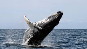 humpback